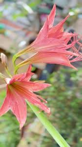 Image result for Hippeastrum puniceum