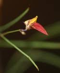 Image result for Crotalaria shirensis