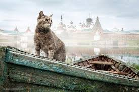 Okr5am4hmoa Jpg 600 400 Goruntuler Ile Kedi