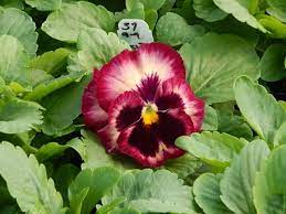 Pansy Colossus Rose Medley Pansies Plants Rose