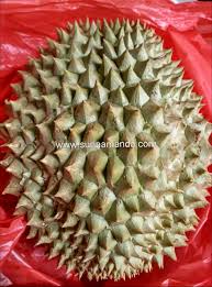 Makan beradab paling rare dalam malaysia. Suria Amanda Durian Jelebu 2 Biji Rm98 Beli Juga Walau Mahal Sebab Teringin