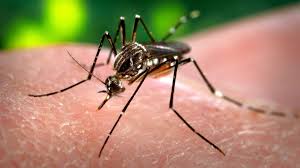 How to repel mosquitoes without bug spray. Mosquito Repellants The Definitive Guide To What Works And What Doesn T Ctv News