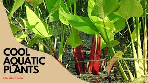 Image result for Thalia geniculata