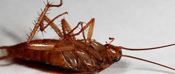 Our service area includes metro st. Pest Control Madison Al Better Way Pest Control