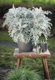 Image result for Cineraria