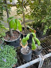 Image result for Carapa grandiflora