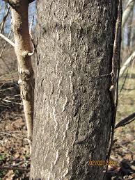 Maybe you would like to learn more about one of these? Indiana Woodland Steward Controlling Ailanthus