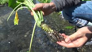 You need to bear in mind that they do not favour extensive temperature fluctuations. How To Grow Wasabi Root Wasabi Plant Info Plant Instructions