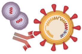 What is a mrna vaccine and how do mrna vaccines work? How The Pfizer Biontech Covid 19 Vaccine Works The New York Times