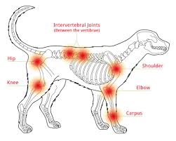 Few side effects occur when treating a dog with glucosamine. Glucosamine Chondroitin For Dogs Recommended By Vets Synflex