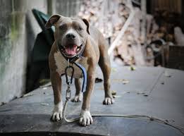 I've seen them in a variety of colors, muzzle type, long and short legs, types of coat and temperament, although the constant trait has been stubbornness, affectionate and they only bark when they absolutely need your attention. Types Of Pitbulls Learn Their Differences