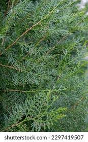 Image result for Cupressaceae