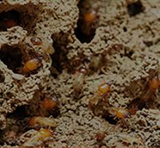 Prompt action pest control can help you with your pest control problems in la crosse county wisconsin. Home Monroe Pest Control