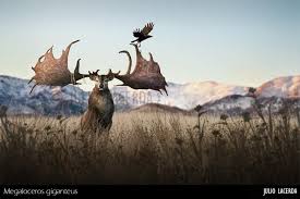 Image result for Aneulophus