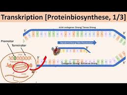 Wie du bereits gelernt hast, ist eine aminosäure mit drei aufeinanderfolgenden basen verschlüsselt. Transkription Proteinbiosynthese 1 3 Biologie Genetik Oberstufe Youtube