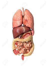 When three or more organs are present, it is called an organ system. Human Male Anatomy Internal Organs Alone Full Respiratory And Digestive Systems With Some Organs Cutaway On White Background With Clipping Path Stock Photo Picture And Royalty Free Image Image 23042300