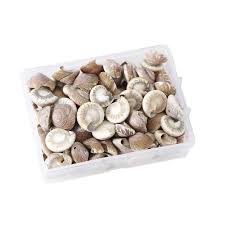 Den kan fyllas med vatten eller en hydroponisk vas, inte bara för dekorativa ändamål. Boom Natural Conch Shell Mini Conch Corn Screw Wall Decor Aquarium Landscape Seashell Shopee Indonesia