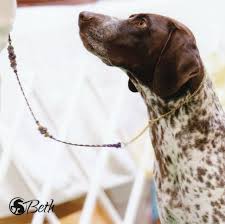 Weimaraner & german shorthair pointer breeder for field and family. Legacyk Kennel Home Facebook