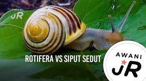 Secara umum pembagian seni dibedakan berdasarkan indra penserapannya, yaitu. Awanijr Rotifera Vs Siput Sedut Youtube
