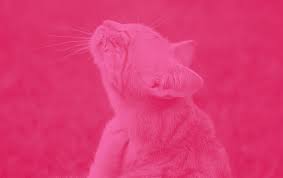 Here at animal allergy and ear clinic we specialize in veterinary dermatology and immunotherapy. Pet Allergy Treatment Near Me 97035 Skinvet Clinic