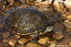 Image result for Pseudechinolaena