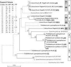 If paragraphs are very long, there is likely to be more. Plos One Cyanobacterial Diversity And A New Acaryochloris Like Symbiont From Bahamian Sea Squirts