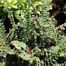 Image result for Cheilanthes