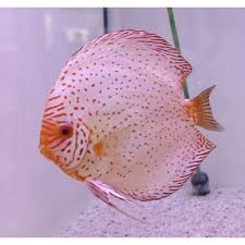 Discus Stendker White Leopard Robe Blanche Avec Des Taches Rouges