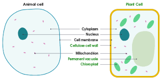 Mar 13, 2006 · many other compounds can kill both bacterial and human cells. B2 Plant Animal Bacteria Cells Mind Map