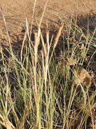 Image result for Heteropogon contortus