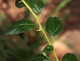 Image result for Dovyalis zeyheri