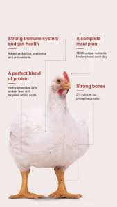 A Broiler Chicken Should Be Fed High Protein Complete Feed Broiler Chicken Pet Chickens Poultry Management