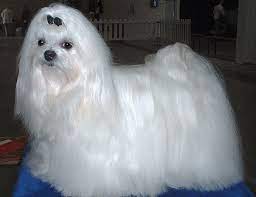 Life Span Of Maltese
