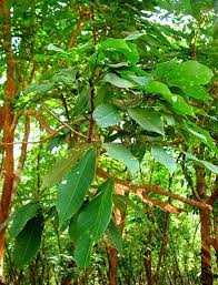 Image result for Hevea brasiliensis