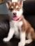 Red Copper Siberianhusky