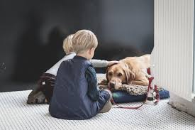 Private or individual cremation with ashes returned. Tranquility Vets At Home Euthanasia