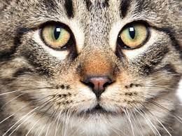 If you see a snake with its eyes closed, don't be fooled. Why Do Cats And Snakes Have Slits For Pupils Bbc Science Focus Magazine