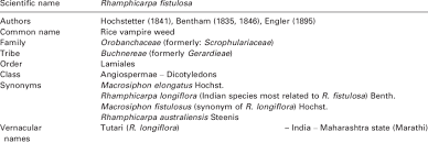 Image result for Rhamphicarpa