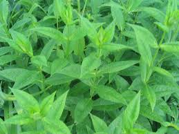 Holly grass bright fresh stock photo. Image of monochrome