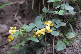 Image result for Argyrolobium tomentosum