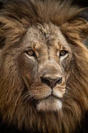 Best lion wallpaper, desktop background for any computer, laptop, tablet and phone. Lion Wallpapers Free Hd Download 500 Hq Unsplash