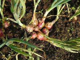 Merah means red but the taste from most any shallot is close enough for cooking. Shallot Perihalan Dari Apa Yang Ada Tumbuh Dari Benih Di Taman Penjagaan Dan Penuaian Bawang Merah