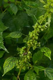 Image result for Acalypha fimbriata