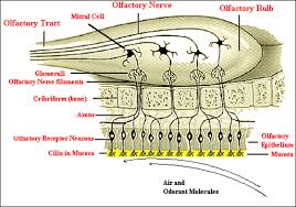Anosmia can have a number of harmful effects. Anosmia