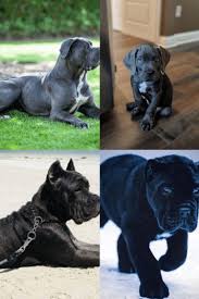 Cane Corso 2020 Cane Corso Kopek Veterinerler