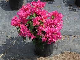The best way to find and locate wholesale plants. Bougainvillea James Walker Live Plant Fresh Flower Fr04 Buy Online In Andorra At Andorra Desertcart Com Productid 187859971