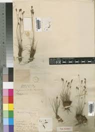 Image result for Bulbostylis scabricaulis