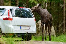 We did not find results for: Die Elche Alces Alces Ist Die Grossten Lebenden Hirsche Grosse Weibliche Nahe Von Unbefestigte Strasse Mit Weissen Auto Nahe Eine Knappe Sache Lizenzfreie Fotos Bilder Und Stock Fotografie Image 43203576