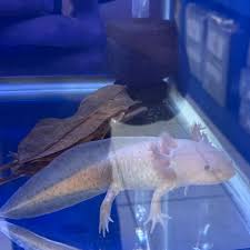 AXOLOTLS! Plenty of axolotls in stock! As well as basic and deluxe starter  kits so you have absolutely everything you need before you take yours home!  * * * #BuffaloPetSupply #PetStore #BuffaloPet #