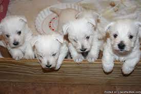 Adorable Akc Westie Pups Price 450 For Sale In Shawnee Colorado Best Pets Online